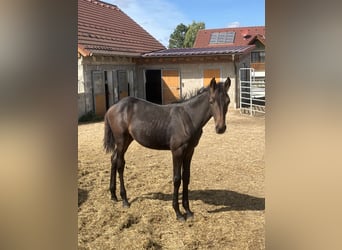 Warmblood austríaco, Yegua, Potro (04/2025), Negro