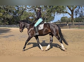 Warmblood británico, Caballo castrado, 10 años, 163 cm, Castaño rojizo