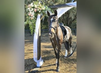 Warmblood británico, Caballo castrado, 10 años, 163 cm, Castaño rojizo