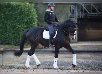 Warmblood británico, Caballo castrado, 14 años, 177 cm, Morcillo