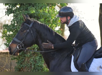 Warmblood británico, Caballo castrado, 14 años, 177 cm, Morcillo