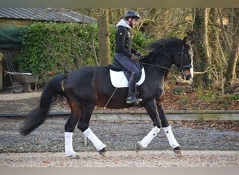 Warmblood británico, Caballo castrado, 14 años, 177 cm, Morcillo