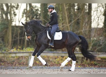 Warmblood británico, Caballo castrado, 14 años, 177 cm, Morcillo