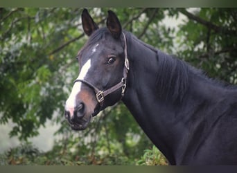 Warmblood británico, Caballo castrado, 14 años, 177 cm, Morcillo