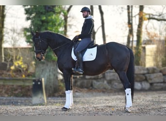 Warmblood británico, Caballo castrado, 14 años, 177 cm, Morcillo