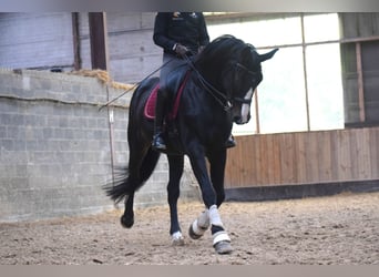 Warmblood británico, Caballo castrado, 14 años, 177 cm, Morcillo