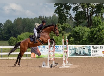 Warmblood británico Mestizo, Caballo castrado, 14 años, Castaño rojizo