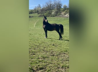 Warmblood británico, Caballo castrado, 15 años, 165 cm, Castaño