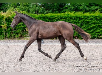 Warmblood británico, Caballo castrado, 2 años, 172 cm, Negro