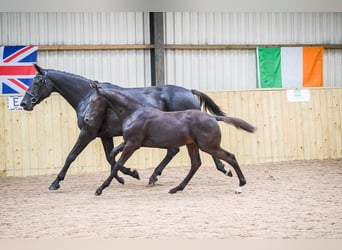 Warmblood británico, Caballo castrado, 2 años, 172 cm, Negro