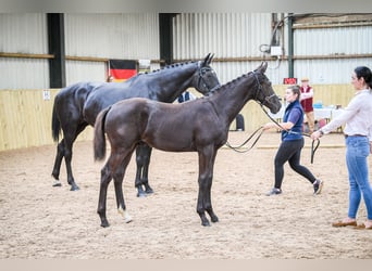 Warmblood británico, Caballo castrado, 2 años, 172 cm, Negro