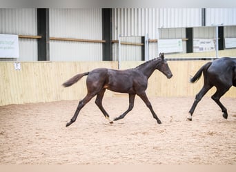 Warmblood británico, Caballo castrado, 2 años, 172 cm, Negro