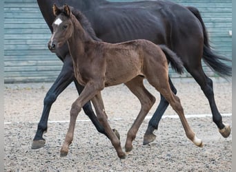 Warmblood británico, Caballo castrado, 2 años, 172 cm, Negro