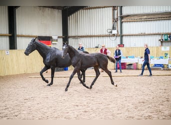 Warmblood británico, Caballo castrado, 2 años, 172 cm, Negro