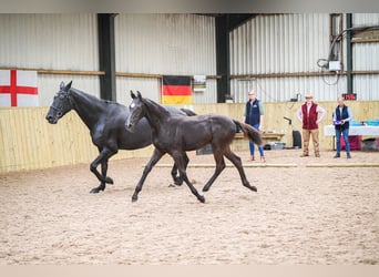 Warmblood británico, Caballo castrado, 2 años, 172 cm, Negro