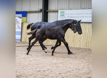 Warmblood británico, Caballo castrado, 2 años, 172 cm, Negro