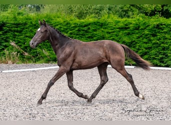 Warmblood británico, Caballo castrado, 2 años, 172 cm, Negro