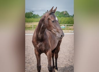 Warmblood británico, Caballo castrado, 2 años, 172 cm, Negro