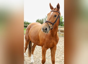 Warmblood británico, Caballo castrado, 3 años, 167 cm, Alazán-tostado