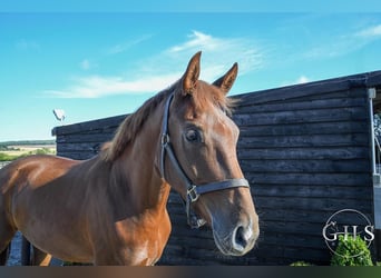 Warmblood británico, Caballo castrado, 3 años, 168 cm, Alazán-tostado