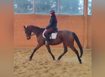 Warmblood británico, Caballo castrado, 5 años, 165 cm, Castaño