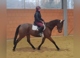 Warmblood británico, Caballo castrado, 5 años, 165 cm, Castaño