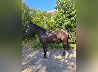 Warmblood británico, Caballo castrado, 6 años, 175 cm, Negro
