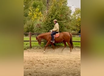 Warmblood británico, Caballo castrado, 8 años, 168 cm, Alazán