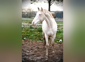 Warmblood británico, Caballo castrado, 8 años, Cremello