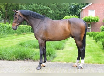 Warmblood británico, Caballo castrado, 9 años, 172 cm, Castaño oscuro