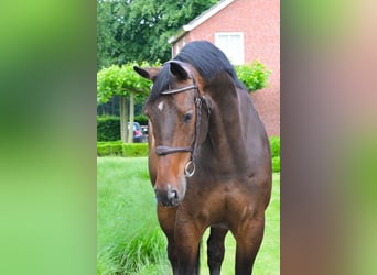 Warmblood británico, Caballo castrado, 9 años, 172 cm, Castaño oscuro