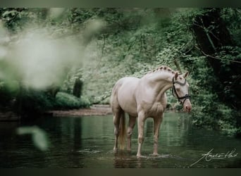 Warmblood británico, Semental, 11 años, 158 cm, Perlino