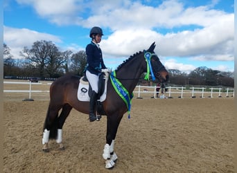 Warmblood británico Mestizo, Semental, 14 años, 166 cm, Castaño oscuro