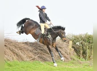 Warmblood británico Mestizo, Semental, 14 años, 166 cm, Castaño oscuro
