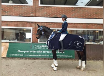 Warmblood británico Mestizo, Semental, 14 años, 166 cm, Castaño oscuro