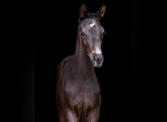 Warmblood británico, Semental, 1 año, 170 cm, Negro