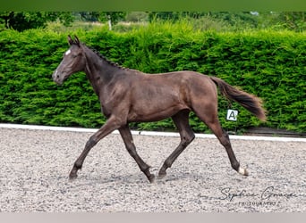 Warmblood británico, Semental, 1 año, 172 cm, Negro