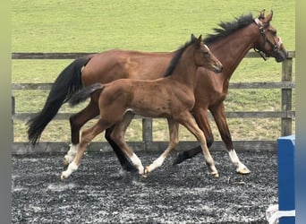 Warmblood británico, Semental, Potro (05/2024), 168 cm, Castaño claro