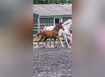 Warmblood británico, Semental, Potro (04/2024), 168 cm, Castaño rojizo