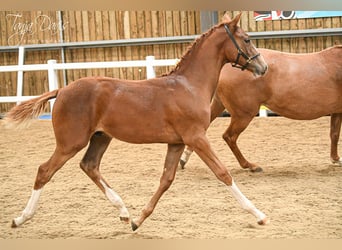 Warmblood británico, Semental, Potro (04/2025), 168 cm