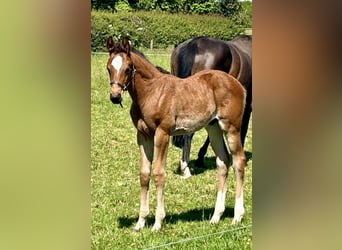 Warmblood británico, Semental, Potro (01/2024), 173 cm, Castaño rojizo