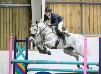 Warmblood británico, Yegua, 10 años, Tordo