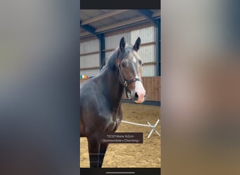 Warmblood británico, Yegua, 3 años, 162 cm, Castaño oscuro