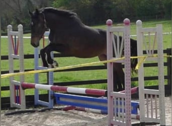 Warmblood británico, Yegua, 3 años, 163 cm, Castaño oscuro