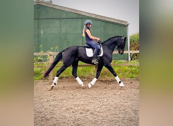 Warmblood británico, Yegua, 4 años, 161 cm, Castaño rojizo
