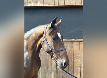 Warmblood británico, Yegua, 4 años, 164 cm