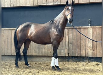 Warmblood británico, Yegua, 4 años, 164 cm