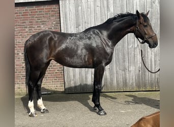 Warmblood británico, Yegua, 4 años, 170 cm, Castaño oscuro