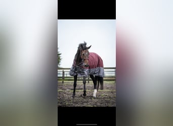 Warmblood británico, Yegua, 4 años, 170 cm, Castaño oscuro