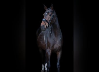 Warmblood británico, Yegua, 4 años, 170 cm, Castaño oscuro